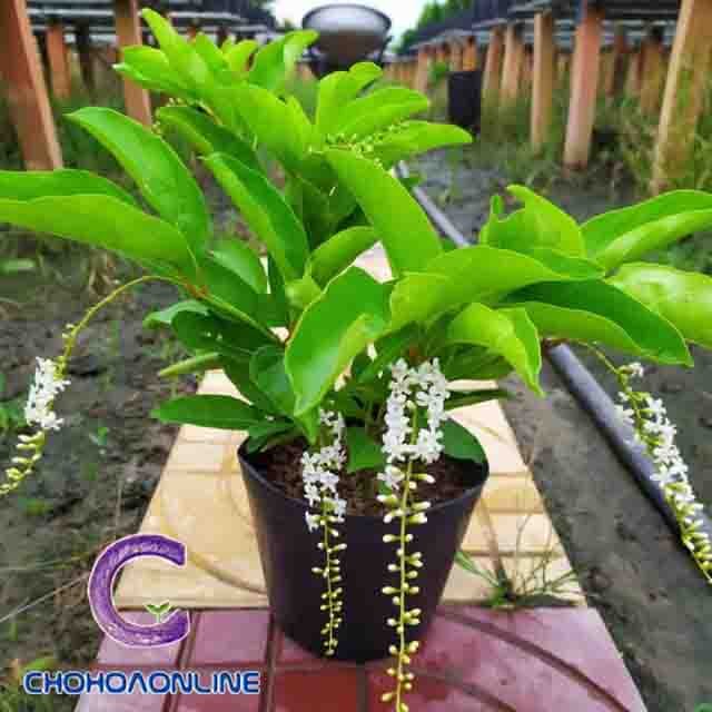 Cây Kè Nhật Trồng Chậu Phối Kết (mix nhiều loại)