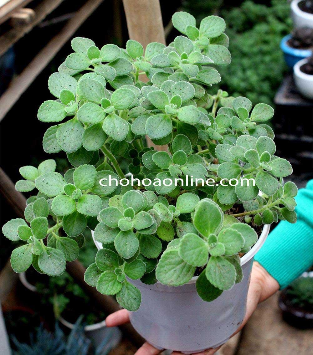 Cây Dứa Vạn Phát
