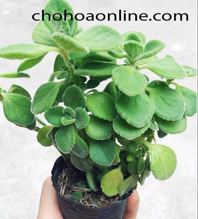 Cây Dứa Vạn Phát 3