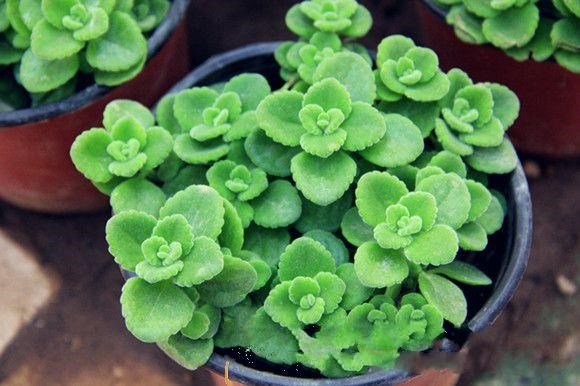 Cây Dứa Vạn Phát 2