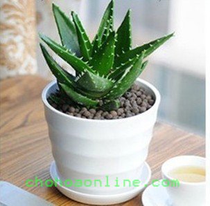 Cây Kè Nhật Trồng Chậu Phối Kết (mix nhiều loại) 2