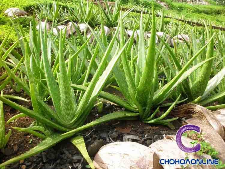 Cây Kè Nhật Trồng Chậu Phối Kết (mix nhiều loại)