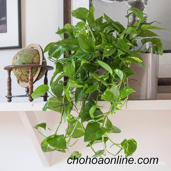Cây Kè Nhật Trồng Chậu Phối Kết (mix nhiều loại)