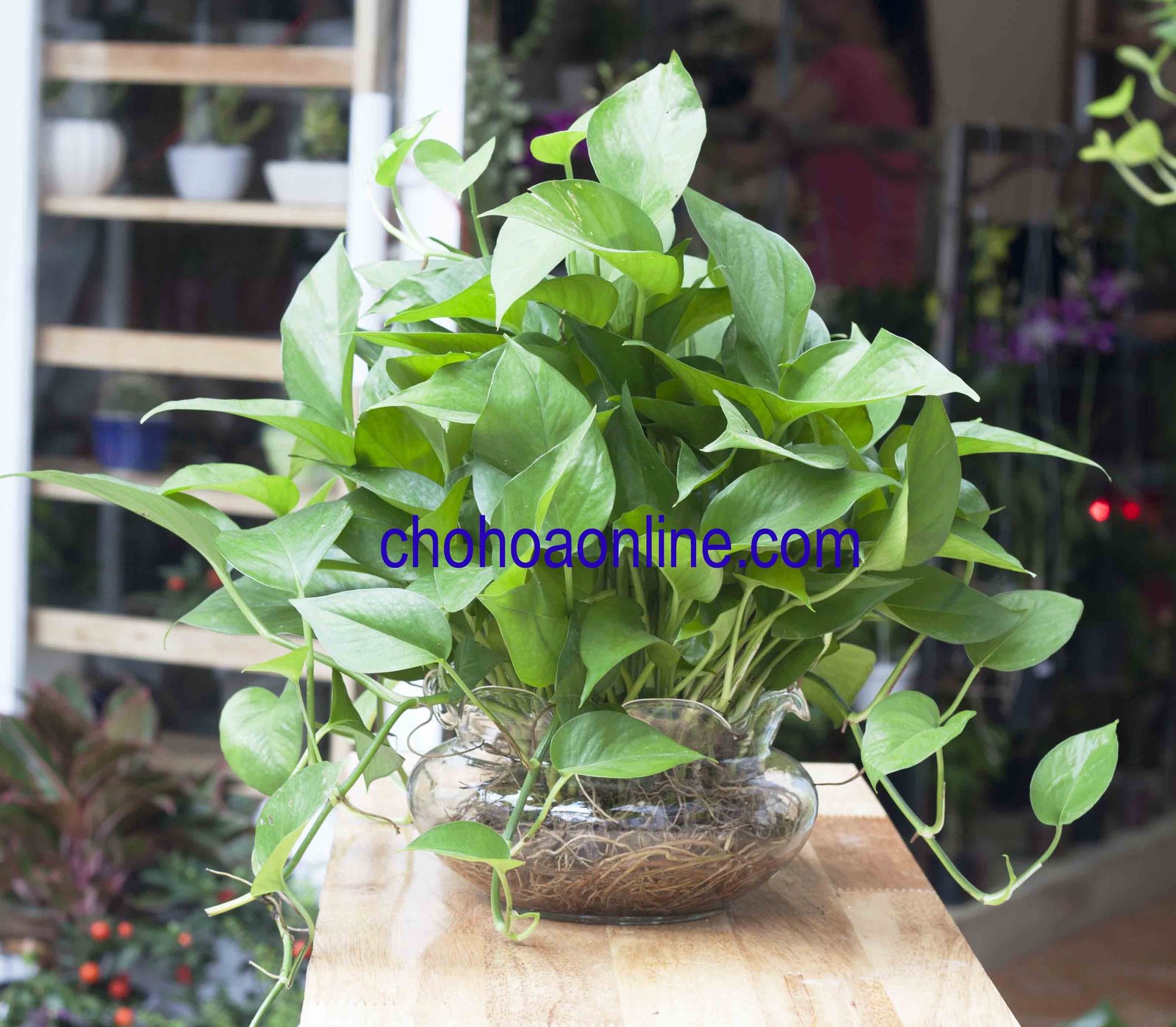 Cây Kè Nhật Trồng Chậu Phối Kết (mix nhiều loại) 3