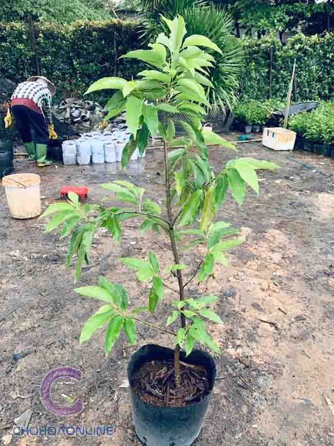 Cây Gấm Lá Vàng