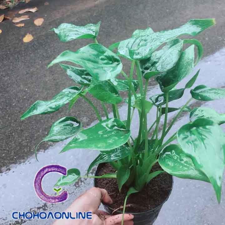 Cây Bướm Đêm Chậu Treo