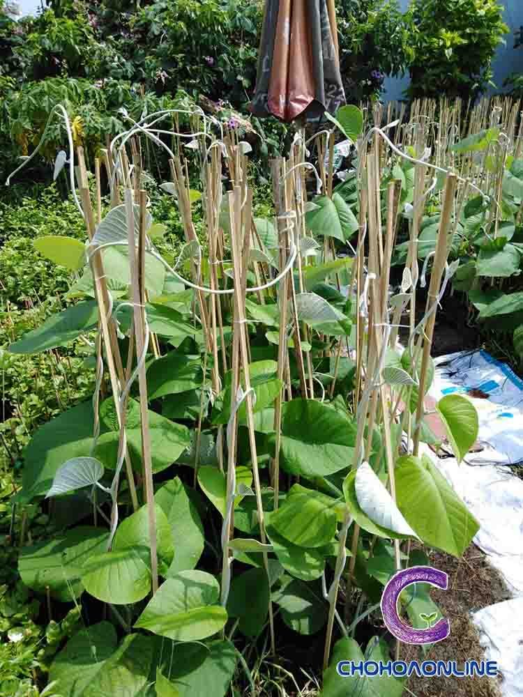 Cỏ Lan Chi Để Bàn