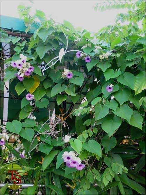 Cỏ Lan Chi Để Bàn 2