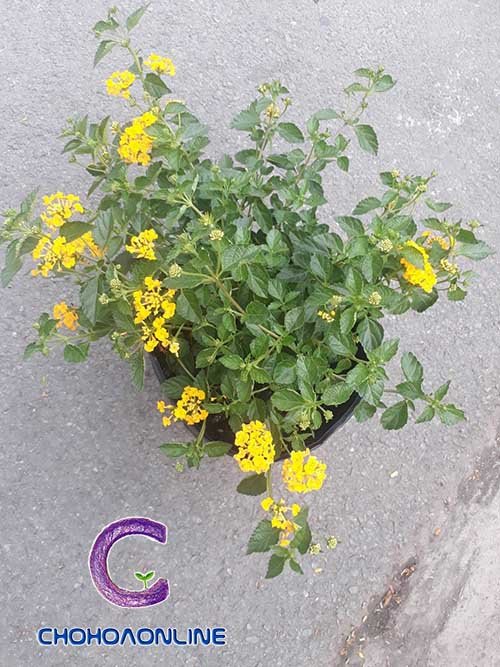 Chậu Cây Cau Tiểu Trâm Để Bàn 3