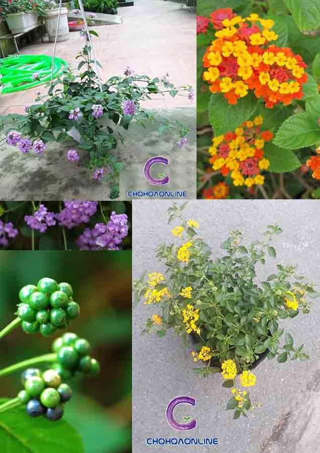 Chậu Cây Cau Tiểu Trâm Để Bàn