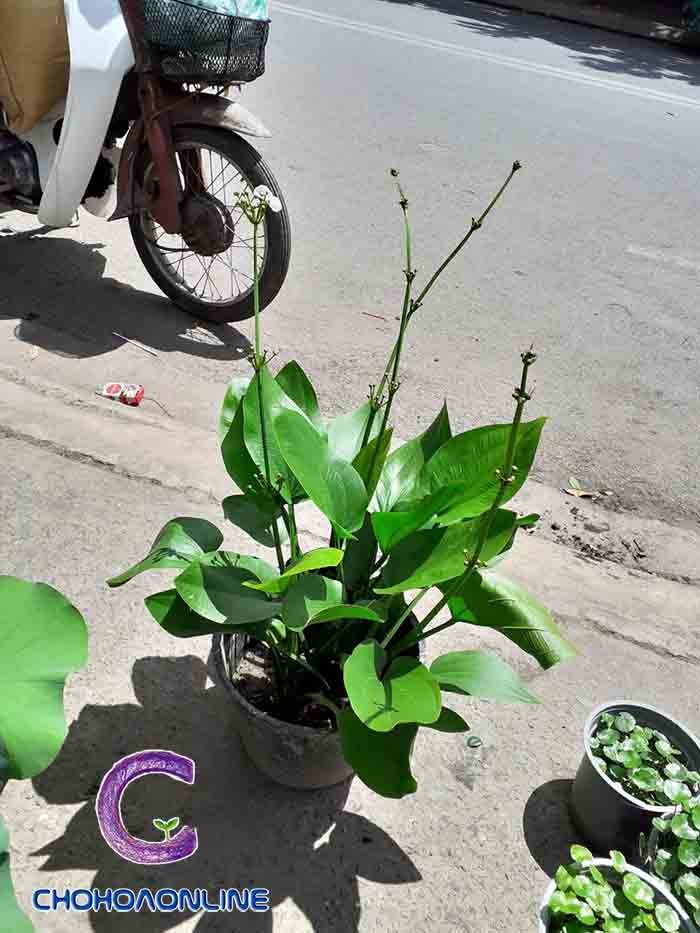Chậu Cây Cau Tiểu Trâm Để Bàn