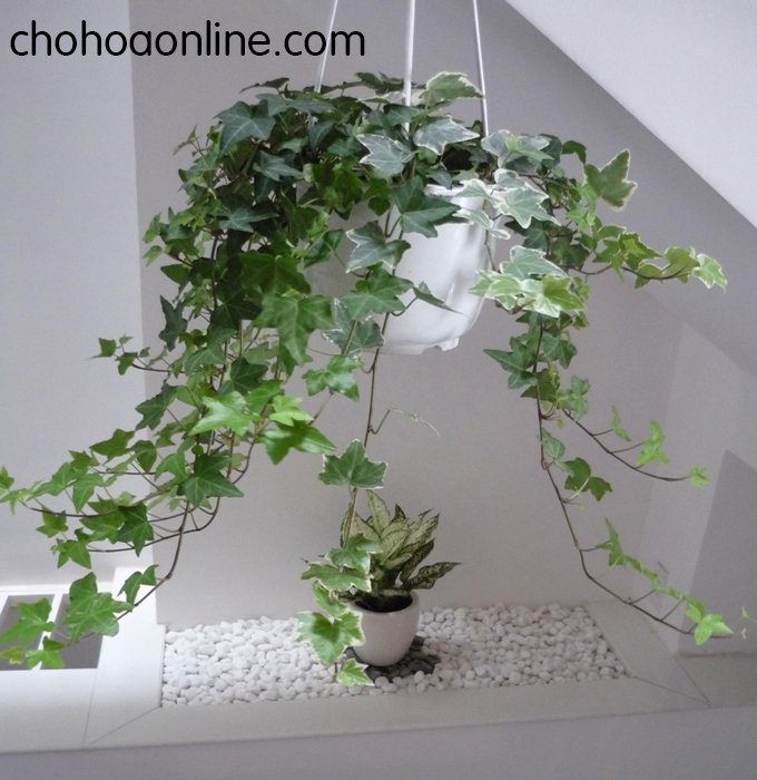 Chậu Trúc Nhật Đốm Để Bàn 3