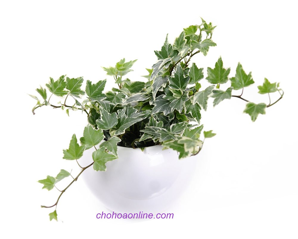 Chậu Trúc Nhật Đốm Để Bàn 2