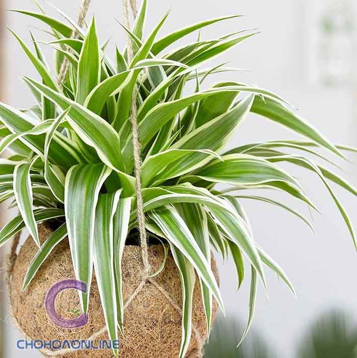 Chậu Trúc Nhật Đốm Để Bàn 3