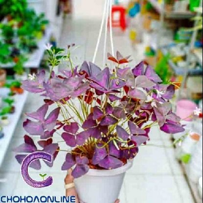 Chậu Trúc Nhật Đốm Để Bàn