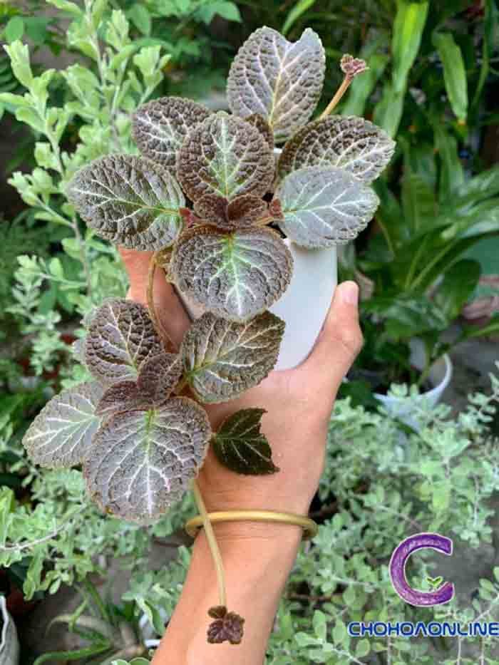 Cây Trắc Xoắn Để Bàn