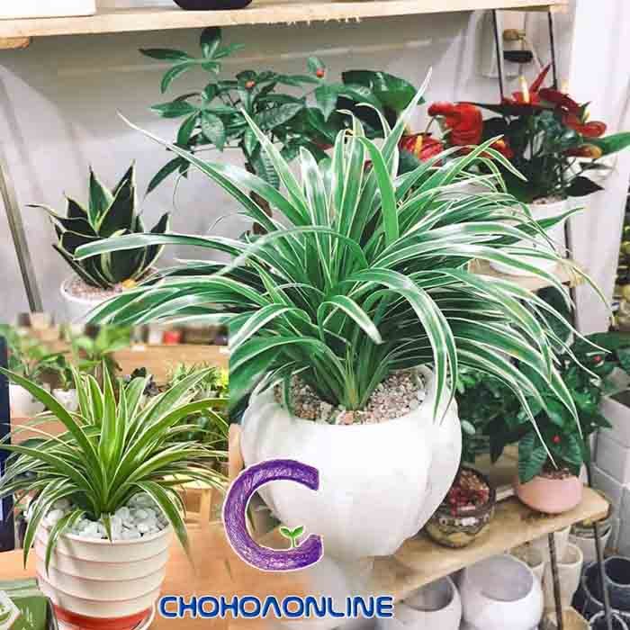 Cây Kè Nhật Trồng Chậu Phối Kết (mix nhiều loại)