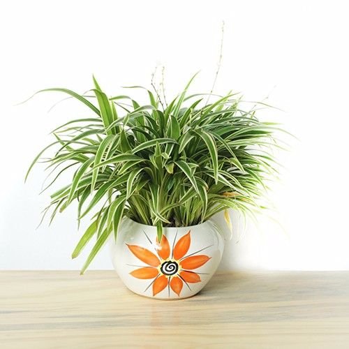 Cây Kè Nhật Trồng Chậu Phối Kết (mix nhiều loại) 3