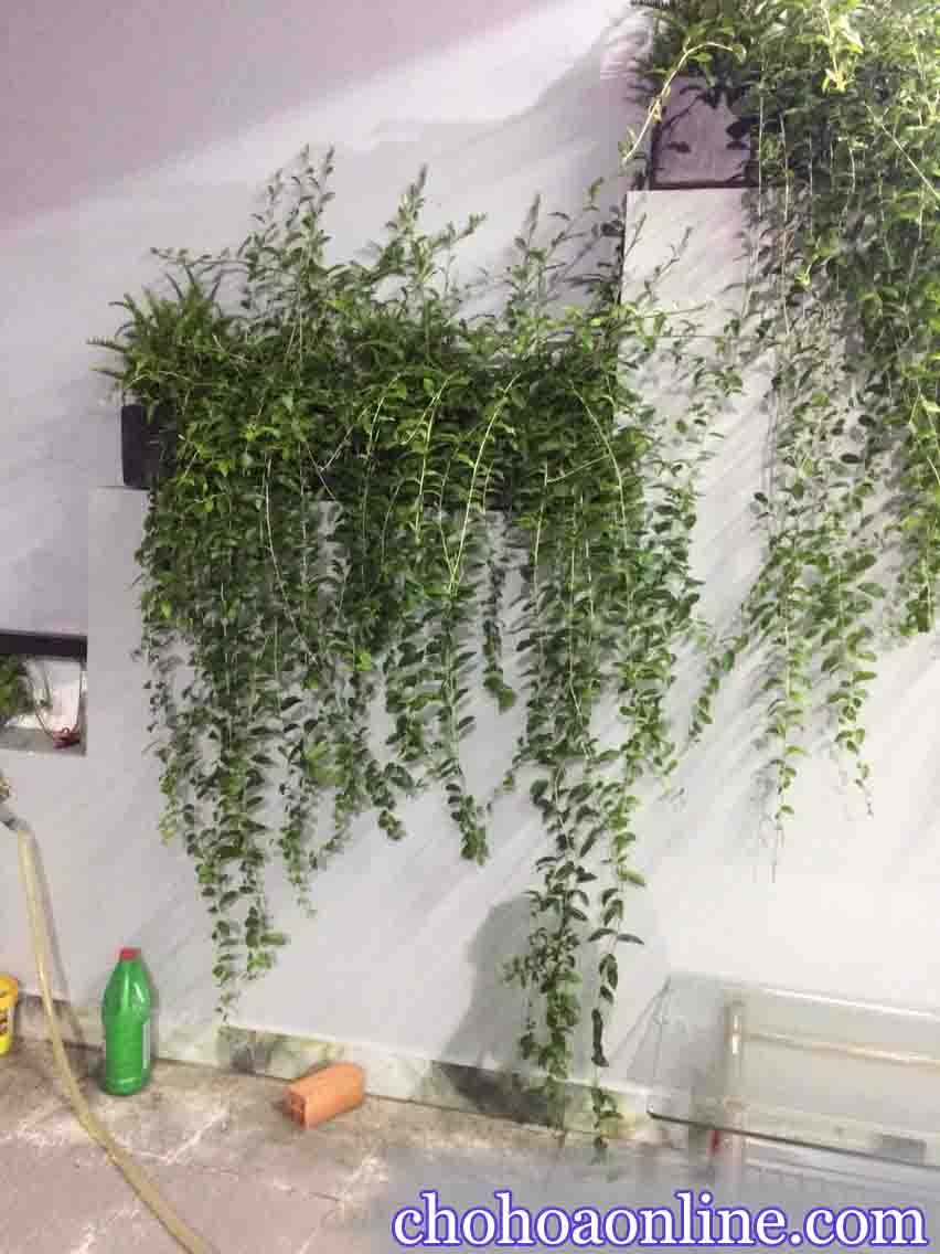 Cây Kè Nhật Trồng Chậu Phối Kết (mix nhiều loại)