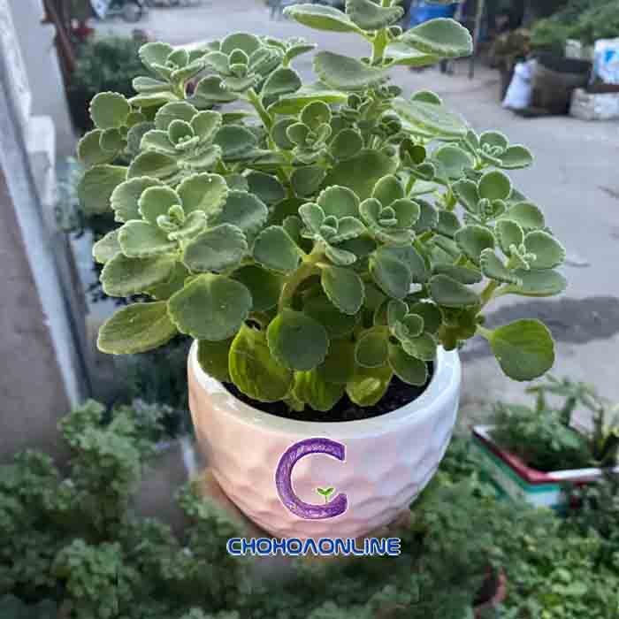Cây Kè Nhật Trồng Chậu Phối Kết (mix nhiều loại)
