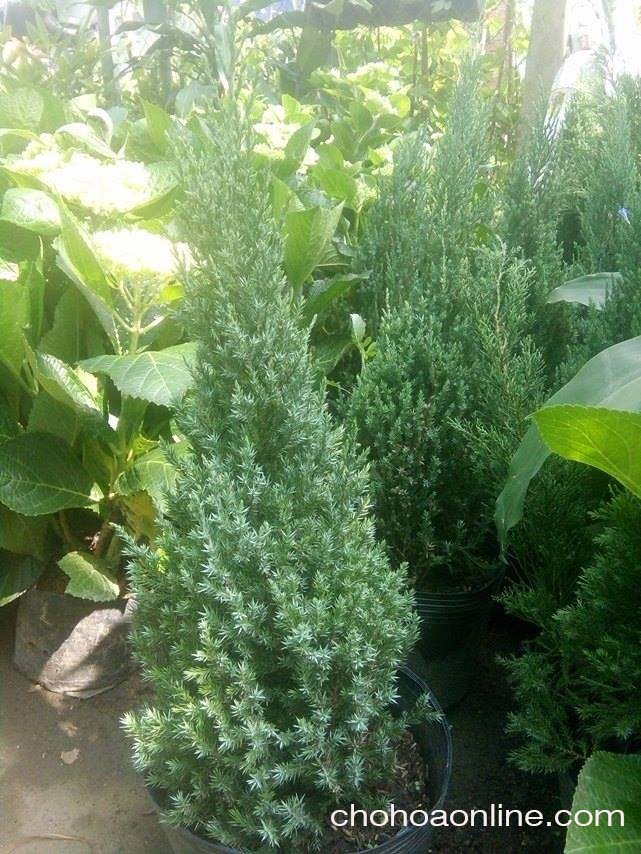 Chậu Cây Trúc Nhật 3