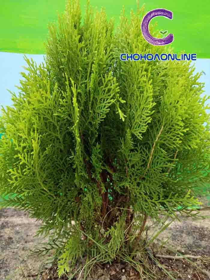 Chậu Cây Trúc Nhật