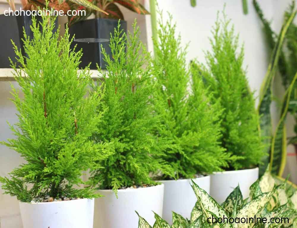 Cây Tróc Bạc 3