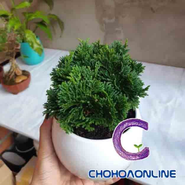 Cây Tróc Bạc