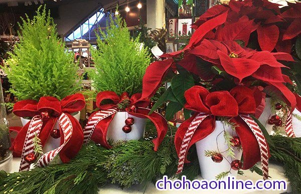 Cây Sơn Tùng Noel 3
