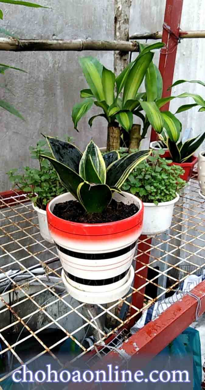 Cây Trạng Nguyên Noel 2