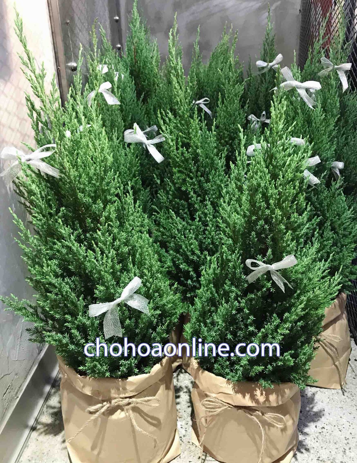 Cây Kè Nhật Trồng Chậu Phối Kết (mix nhiều loại) 3