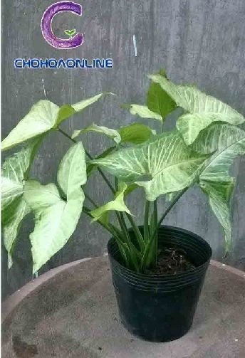 Cây Kè Nhật Trồng Chậu Phối Kết (mix nhiều loại)