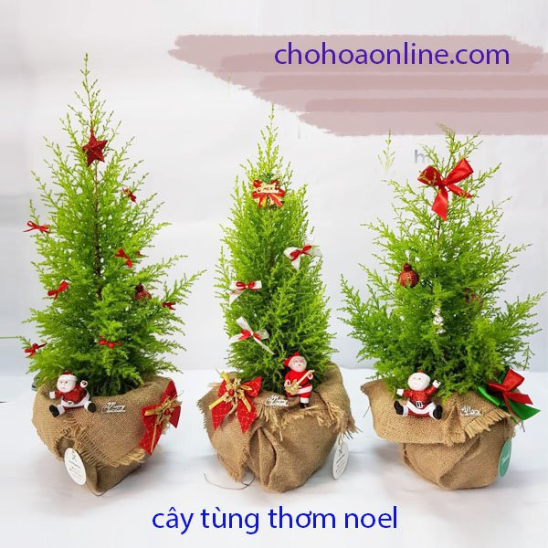 Cây Kè Nhật Trồng Chậu Phối Kết (mix nhiều loại)