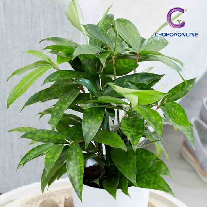 Cây Trúc Đùi Gà
