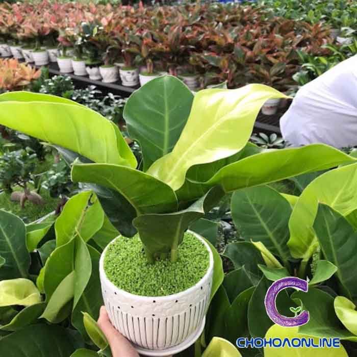 Cây Trúc Đùi Gà