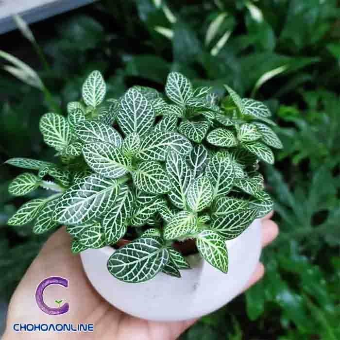 Cây Xương Rồng Trứng Chim