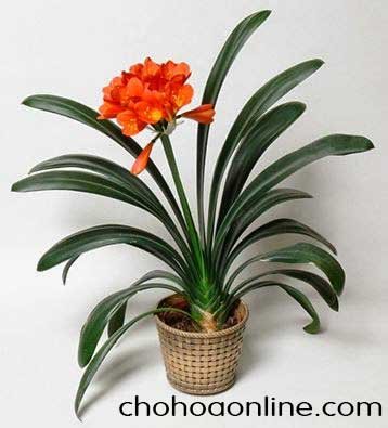 Cây Xương Rồng Trứng Chim