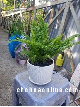 Cây Xương Rồng Trứng Chim