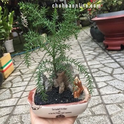 Cây Xương Rồng Kim Hổ
