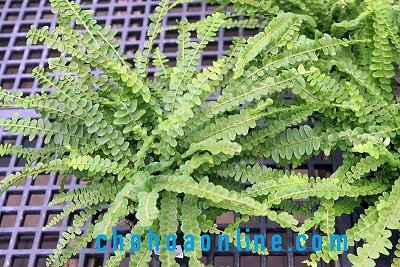 Cây Xương Rồng Kim Hổ