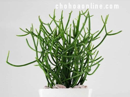 Cây Xương Rồng Kim Hổ