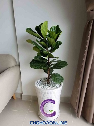 Chậu Cây Mật Cât