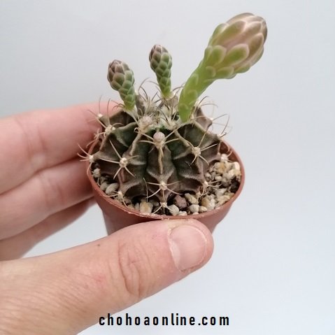 Cây Dương Xỉ Chân Thỏ