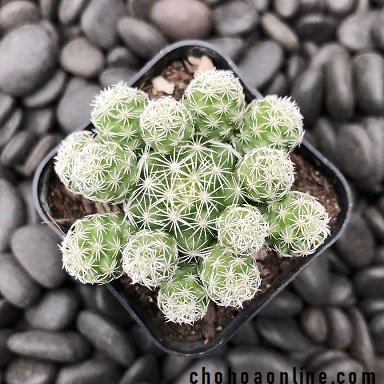 Cây Dương Xỉ Chân Thỏ