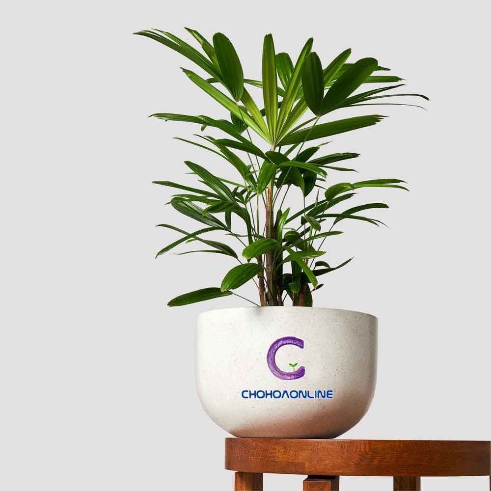 Chậu Cây Cau Nhật