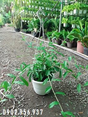 Chậu Cây Đa Tam Phúc