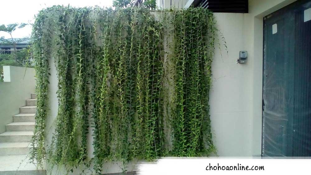 Chậu Cây Đa Tam Phúc 3
