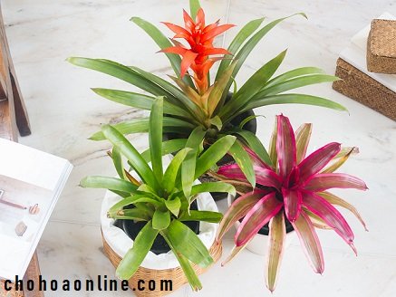 Chậu Cây Đa Tam Phúc