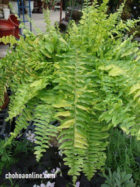 Những Cây Hoa Phù Hợp Chưng Tết