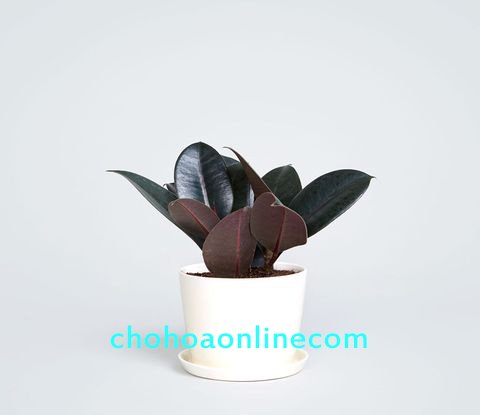 Cây Ớt Hình Trái Tim (biquinho) 2